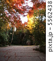 紅葉の石畳 5562438