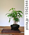 テーブル盆栽 5562444