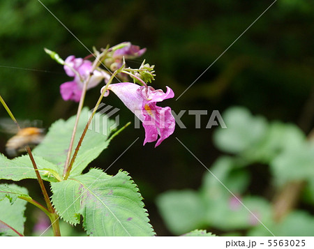 ツリフネソウ 5563025