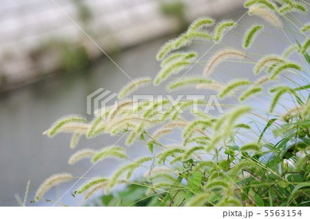 猫じゃらし 5563154