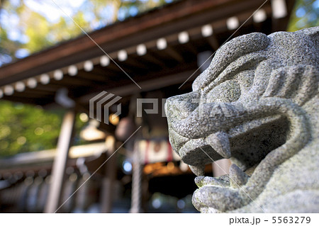 日本の風景 京都 宗像神社の狛犬 日本の風景 京都 宗像神社の狛犬 5563279