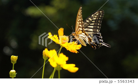 アゲハとキバナコスモス 5563343