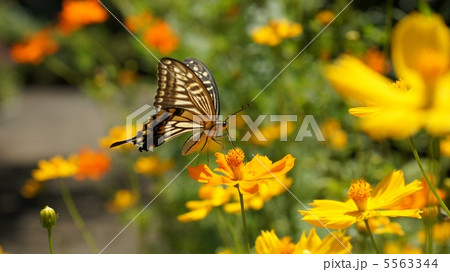 アゲハとキバナコスモス 5563344