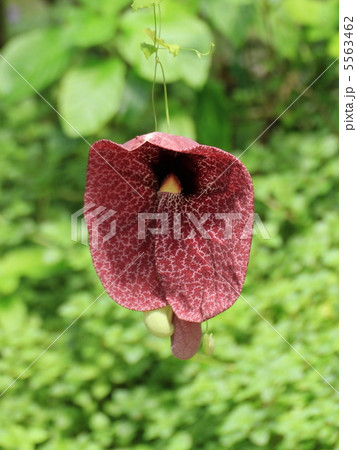 アリストロキア・ギガンテア 5563462