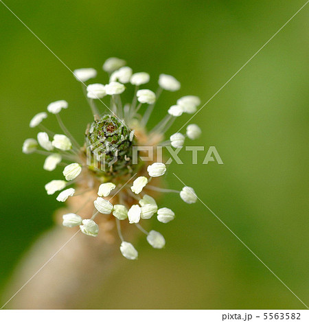 ヘラオオバコの花 5563582