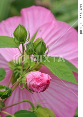 アメリカフヨウ 5563694