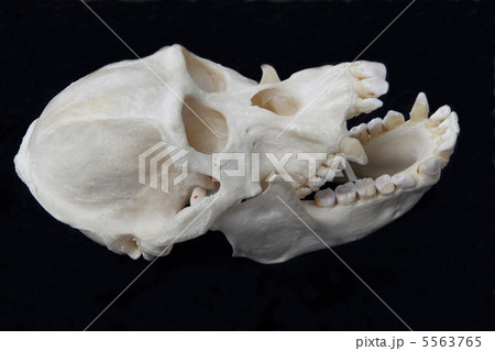 オランウータンの頭骨 オランウータンの頭骨 5563765