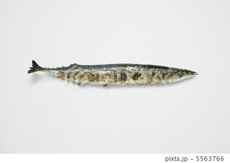 サンマ_01 5563766