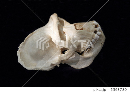 ニシゴリラの頭骨 5563780