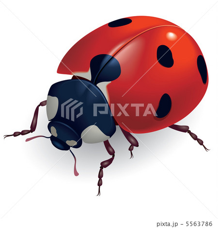 Ladybug. (Lat. Coccinellidae) 5563786