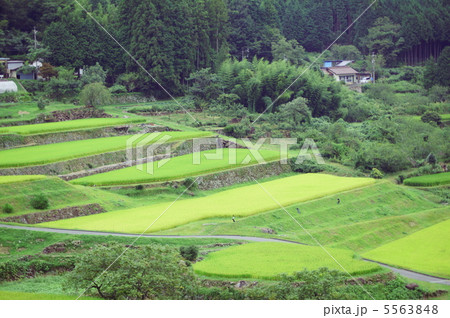 棚田百選 坂折の棚田 Terraced Rice-Fields of Sakaori in Gifu 棚田百選 坂折の棚田 Terraced Rice-Fields of Sakaori in Gifu 5563848