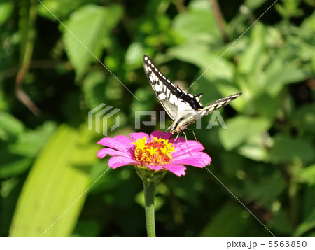 花と蝶 花と蝶 5563850