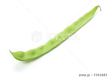 ヒラサヤインゲン ヒラサヤインゲン 5563885