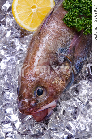 brown hakeling, エゾイソアイナメ 5563927