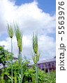 小麦　02 5563976