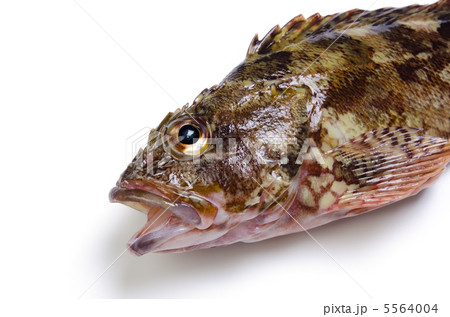 scorpion fish, カサゴ 5564004