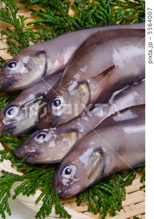 eelpout, ノロゲンゲ 5564007