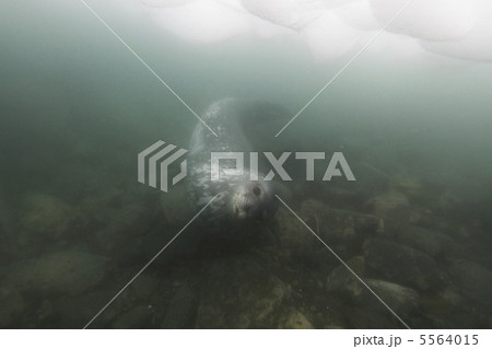 ウェッデルアザラシ ウェッデルアザラシ 5564015