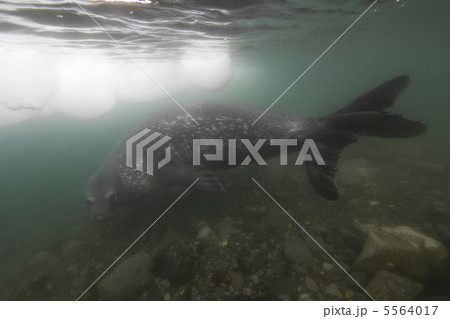 ウェッデルアザラシ　 5564017