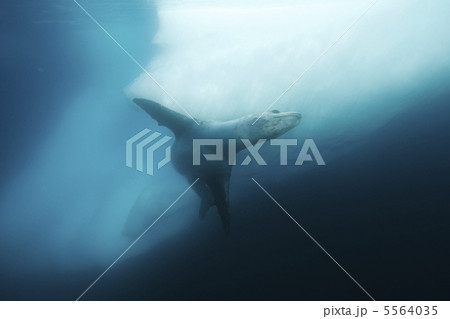 ヒョウアザラシ 5564035