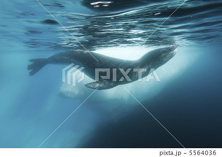 ヒョウアザラシ 5564036