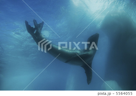 ヒョウアザラシ ヒョウアザラシ 5564055
