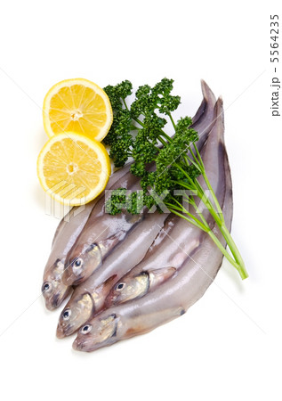 eelpout, ノロゲンゲ eelpout, ノロゲンゲ 5564235