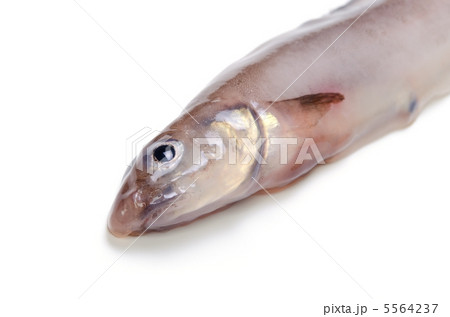 eelpout, ノロゲンゲ eelpout, ノロゲンゲ 5564237