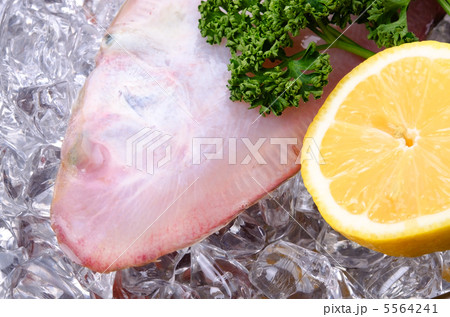 Black cow tongue, クロウシノシタ Black cow tongue, クロウシノシタ 5564241