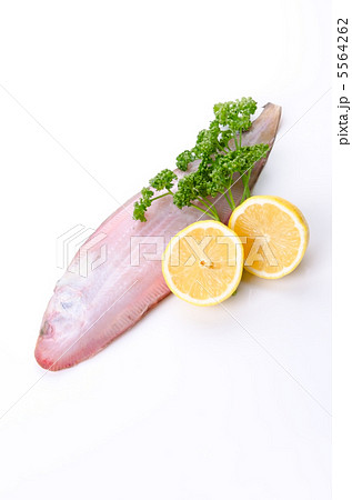 Black cow tongue, クロウシノシタ Black cow tongue, クロウシノシタ 5564262
