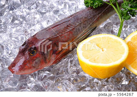 Red gurnard, ホウボウ 5564267