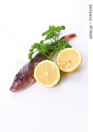 Red gurnard, ホウボウ Red gurnard, ホウボウ 5564298