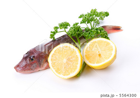 Red gurnard, ホウボウ Red gurnard, ホウボウ 5564300