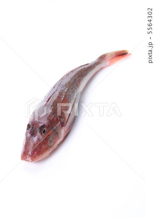 Red gurnard, ホウボウ Red gurnard, ホウボウ 5564302
