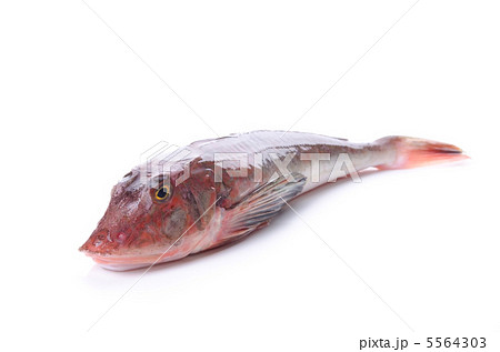 Red gurnard, ホウボウ Red gurnard, ホウボウ 5564303