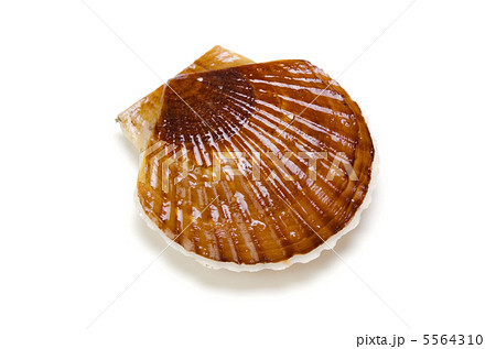 ホタテガイ 5564310