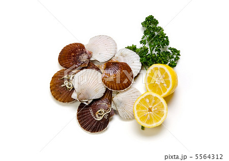 ホタテガイ 5564312