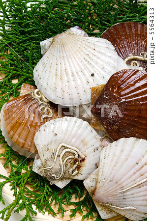 ホタテガイ 5564313