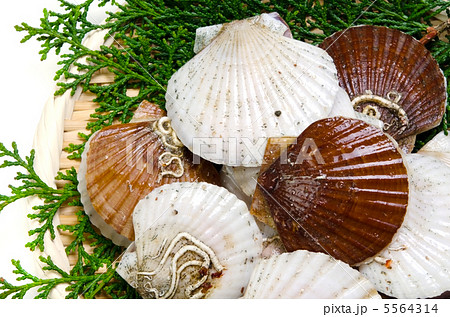 ホタテガイ 5564314