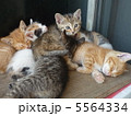 子猫(6匹兄弟) 5564334