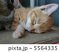 子猫 5564335