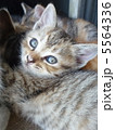 子猫 5564336