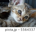 子猫 5564337