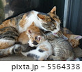 子猫(6匹兄弟とママ) 5564338