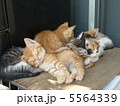 子猫(6匹兄弟) 5564339