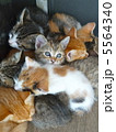 子猫(6匹兄弟) 5564340