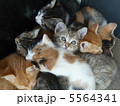 子猫(6匹兄弟) 5564341