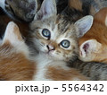 子猫 5564342