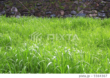 石垣と草原 5564367
