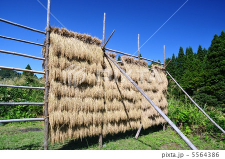稲のはさ掛け 5564386